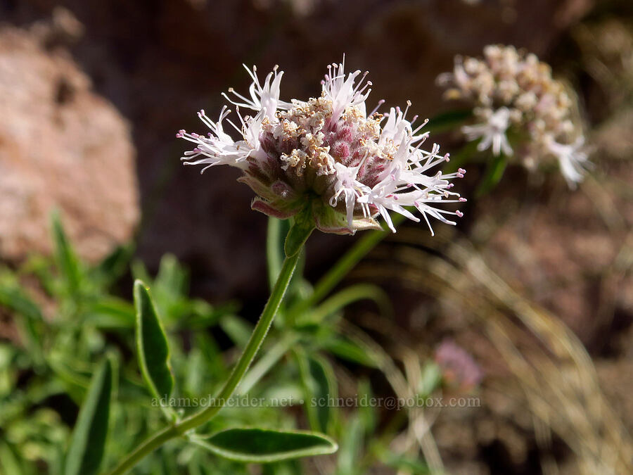 coyote mint (Monardella odoratissima ssp. pallida) [South Gate Meadows, Mount Shasta Wilderness, Siskiyou County, California]