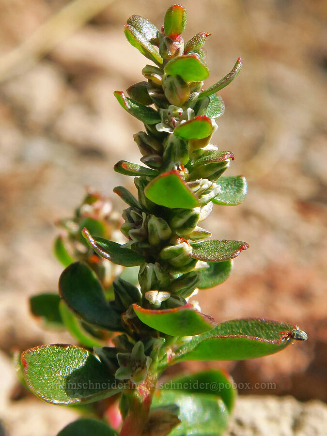 broad-leaf knotweed (leafy dwarf knotweed) (Polygonum minimum (Polygonum torreyi)) [South Gate Meadows, Mount Shasta Wilderness, Siskiyou County, California]