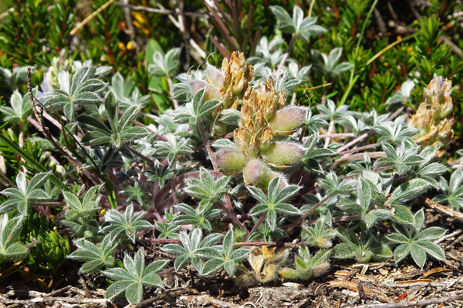 dwarf lupine, going to seed (Lupinus lepidus var. lobbii) [South Gate Meadows, Mount Shasta Wilderness, Siskiyou County, California]