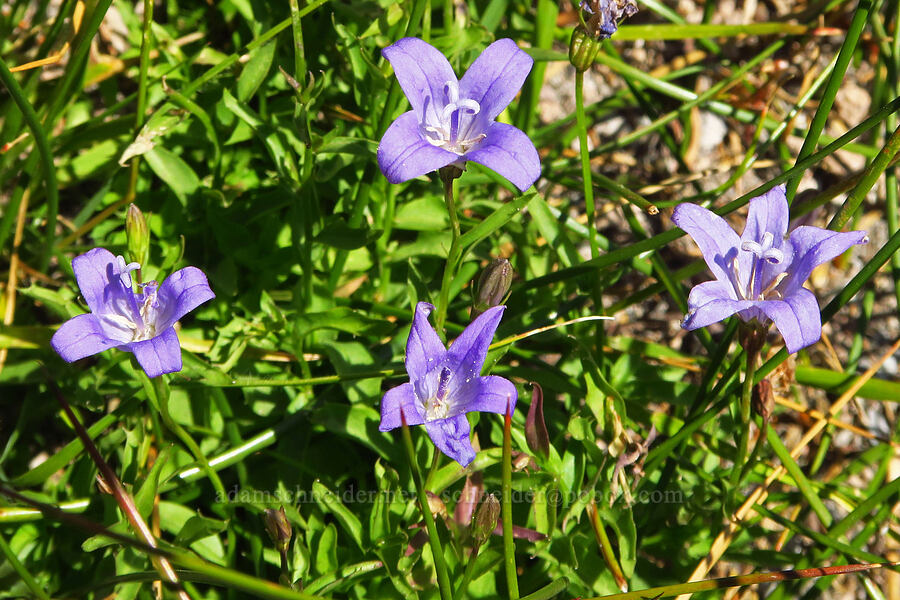 Wilkins' harebell (Smithiastrum wilkinsianum (Campanula wilkinsiana)) [South Gate Meadows, Mount Shasta Wilderness, Siskiyou County, California]