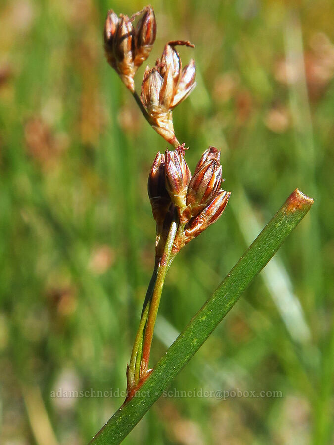 rush flowers (Juncus sp.) [South Gate Meadows, Mount Shasta Wilderness, Siskiyou County, California]