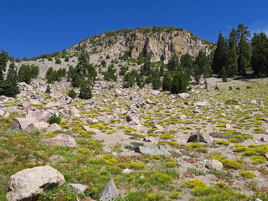 Bloomer's goldenweed/rabbitbrush & Davis' knotweed (Ericameria bloomeri (Haplopappus bloomeri), Aconogonon davisiae (Koenigia davisiae) (Polygonum newberryi)) [South Gate Meadows, Mount Shasta Wilderness, Siskiyou County, California]