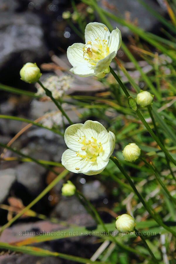 marsh grass-of-Parnassus (Parnassia palustris (Parnassia californica)) [South Gate Meadows, Mount Shasta Wilderness, Siskiyou County, California]