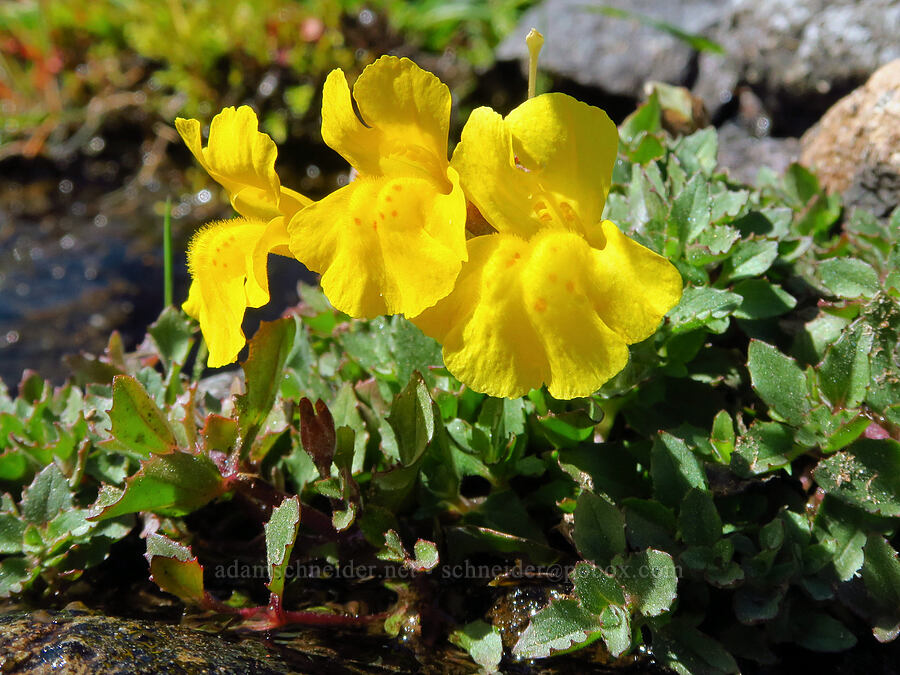 Tiling's monkeyflower (Erythranthe tilingii (Mimulus tilingii)) [South Gate Meadows, Mount Shasta Wilderness, Siskiyou County, California]