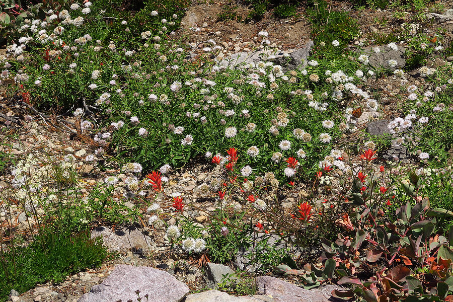 coyote mint & scarlet paintbrush (Monardella odoratissima ssp. pallida, Castilleja miniata) [South Gate Meadows, Mount Shasta Wilderness, Siskiyou County, California]