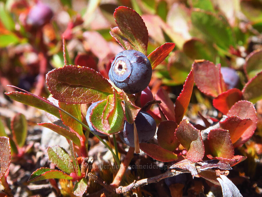 dwarf blueberry/bilberry (Vaccinium cespitosum (Vaccinium caespitosum)) [South Gate Meadows, Mount Shasta Wilderness, Siskiyou County, California]