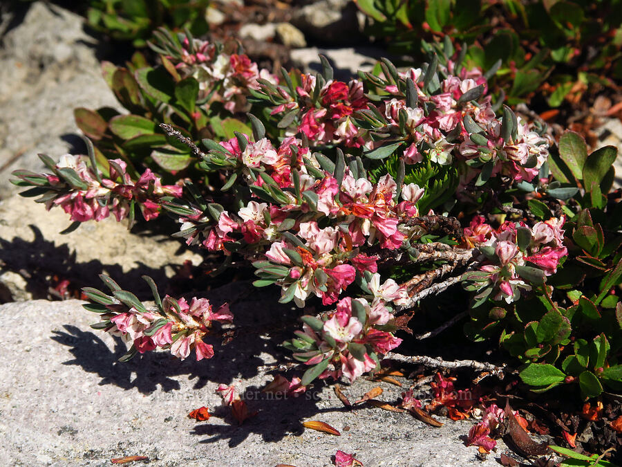 Shasta knotweed (Polygonum shastense) [South Gate Meadows, Mount Shasta Wilderness, Siskiyou County, California]