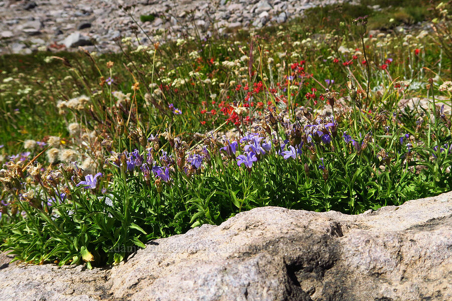 wildflowers [South Gate Meadows, Mount Shasta Wilderness, Siskiyou County, California]