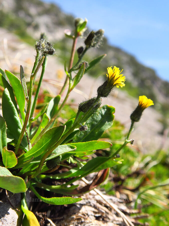 alpine hawkweed (Hieracium gracile (Hieracium triste) (Pilosella tristis)) [head of Yét Atwam Creek, Mount Shasta Wilderness, Siskiyou County, California]