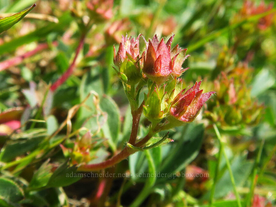 creeping sibbaldia, going to seed (Sibbaldia procumbens (Potentilla sibbaldii)) [head of Yét Atwam Creek, Mount Shasta Wilderness, Siskiyou County, California]