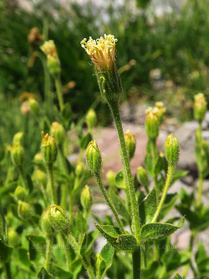 Mt. Shasta arnica (Arnica viscosa) [head of Yét Atwam Creek, Mount Shasta Wilderness, Siskiyou County, California]