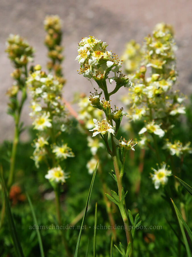 partridgefoot (Luetkea pectinata) [head of Yét Atwam Creek, Mount Shasta Wilderness, Siskiyou County, California]