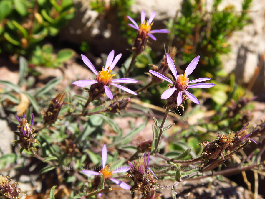 Shasta hoary-aster (Dieteria canescens var. shastensis (Machaeranthera canescens var. shastensis)) [head of Yét Atwam Creek, Mount Shasta Wilderness, Siskiyou County, California]