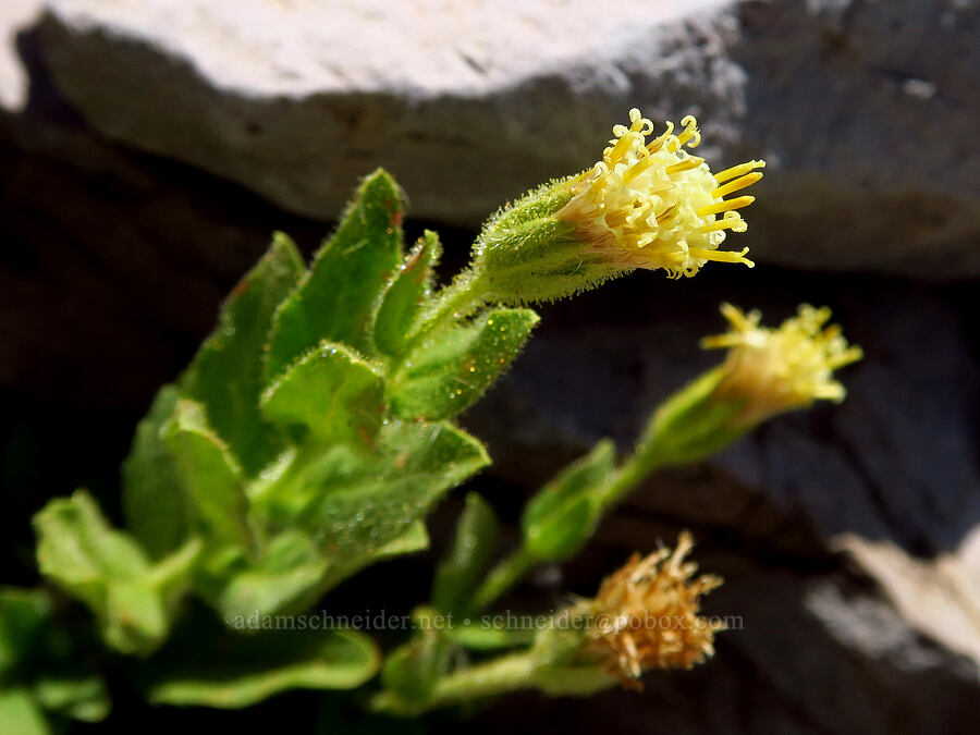 Mt. Shasta arnica (Arnica viscosa) [west of South Gate Meadows, Mount Shasta Wilderness, Siskiyou County, California]