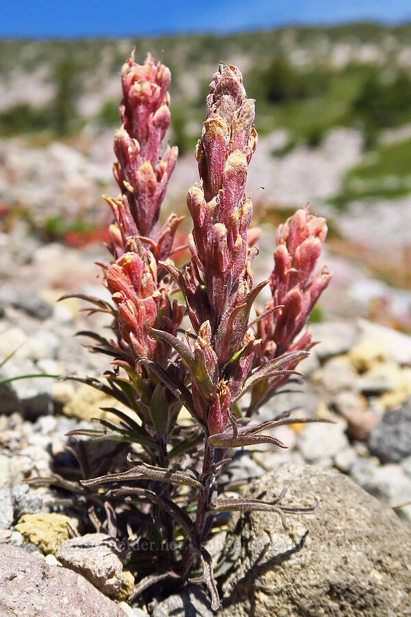 cobwebby paintbrush (Castilleja arachnoidea) [west of South Gate Meadows, Mount Shasta Wilderness, Siskiyou County, California]