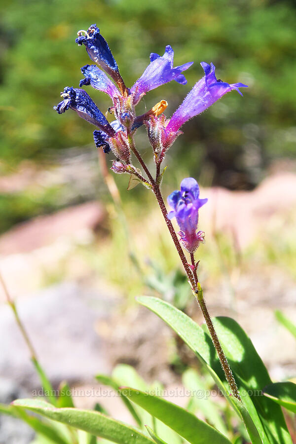 slender penstemon (Penstemon gracilentus) [west of South Gate Meadows, Mount Shasta Wilderness, Siskiyou County, California]