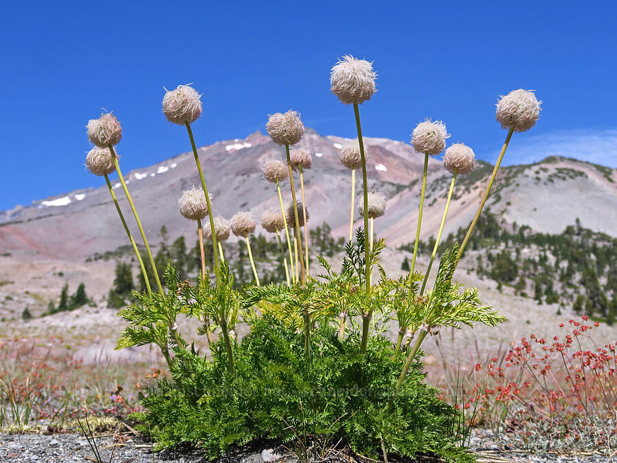 western pasqueflower seed heads (Anemone occidentalis (Pulsatilla occidentalis)) [Gray Butte Trail, Mount Shasta Wilderness, Siskiyou County, California]