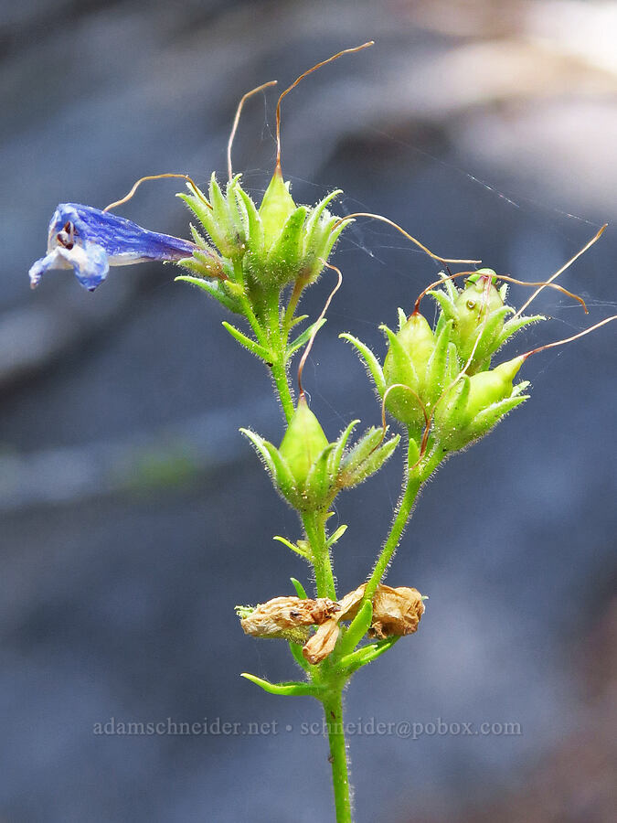 slender penstemon, going to seed (Penstemon gracilentus) [Gray Butte Trail, Shasta-Trinity National Forest, Siskiyou County, California]