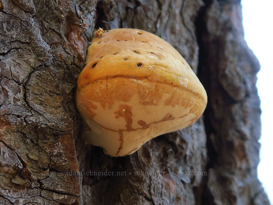 veiled polypore fungus (Cryptoporus volvatus) [Gray Butte Trail, Shasta-Trinity National Forest, Siskiyou County, California]