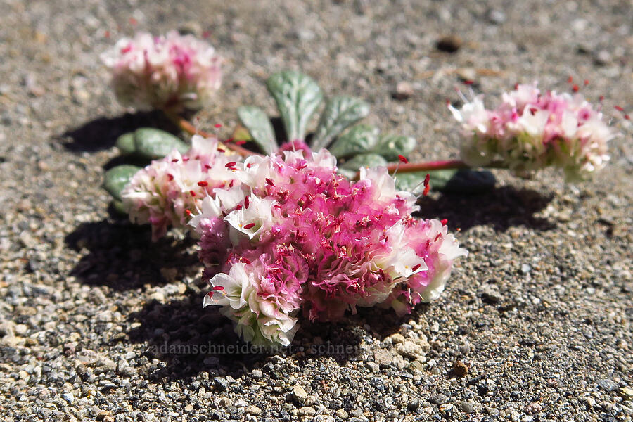 pussy-paws (Calyptridium umbellatum (Cistanthe umbellata)) [Panther Meadow, Shasta-Trinity National Forest, Siskiyou County, California]