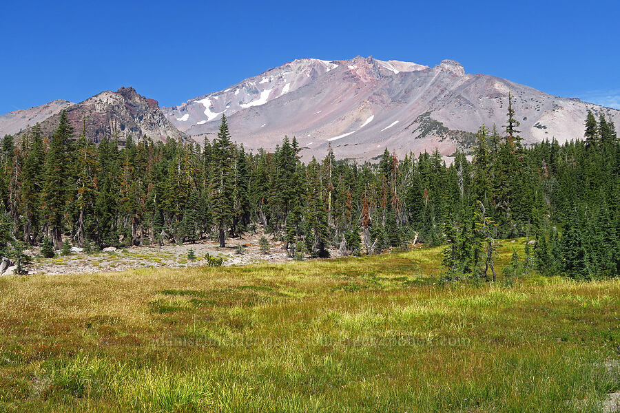 Panther Meadow & Mount Shasta [Panther Meadow, Shasta-Trinity National Forest, Siskiyou County, California]