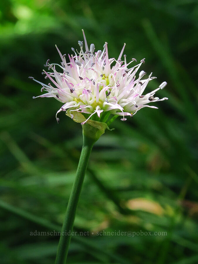 white swamp onion (Allium validum) [Panther Meadow, Shasta-Trinity National Forest, Siskiyou County, California]