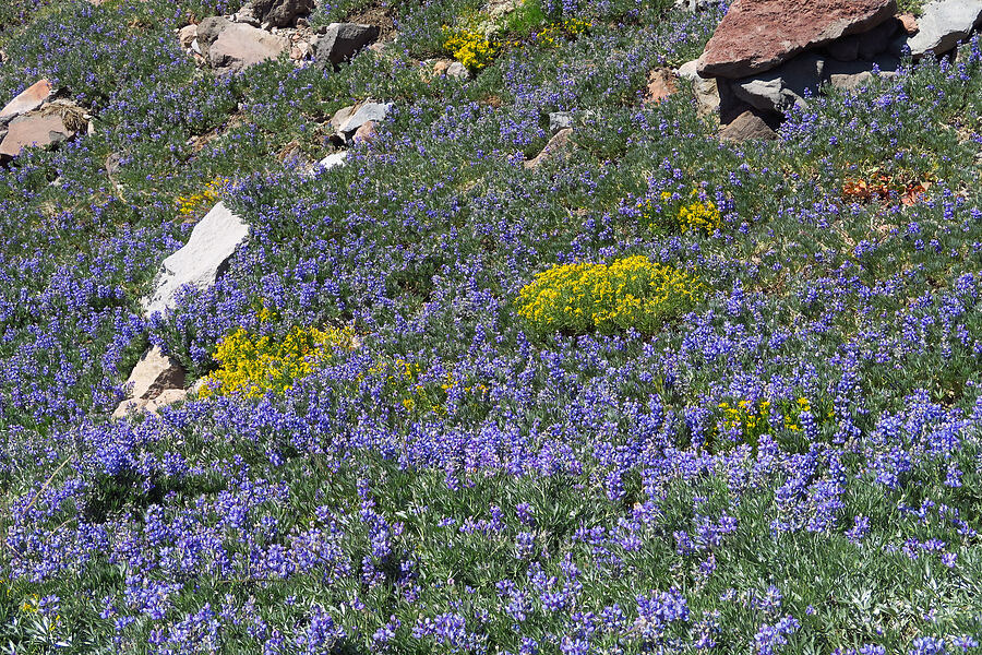 satin lupine & Bloomer's goldenweed (Lupinus obtusilobus, Ericameria bloomeri (Haplopappus bloomeri)) [Everitt Memorial Highway, Shasta-Trinity National Forest, Siskiyou County, California]