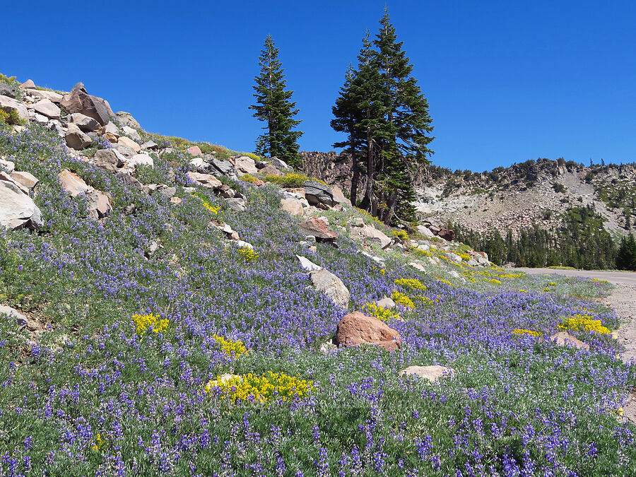 satin lupine & Bloomer's goldenweed (Lupinus obtusilobus, Ericameria bloomeri (Haplopappus bloomeri)) [Everitt Memorial Highway, Shasta-Trinity National Forest, Siskiyou County, California]