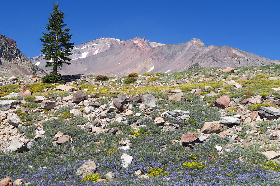 satin lupine, Bloomer's goldenweed, & Mount Shasta (Lupinus obtusilobus, Ericameria bloomeri (Haplopappus bloomeri)) [Everitt Memorial Highway, Shasta-Trinity National Forest, Siskiyou County, California]