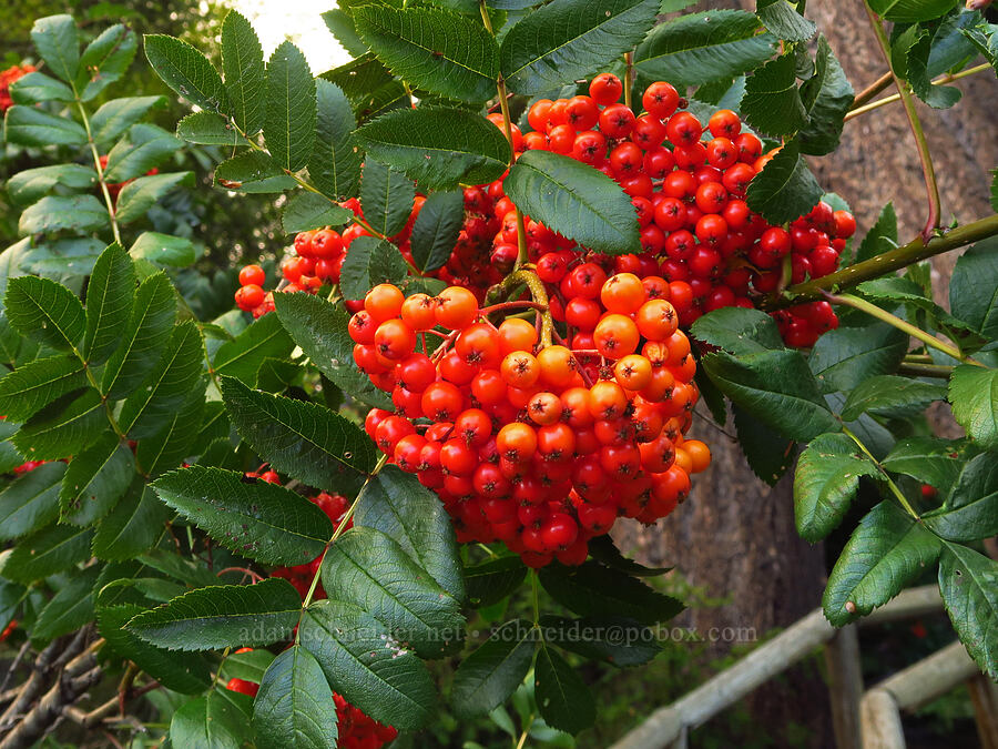 Cascade mountain-ash berries (Sorbus scopulina) [Odell Lake, Deschutes National Forest, Klamath County, Oregon]