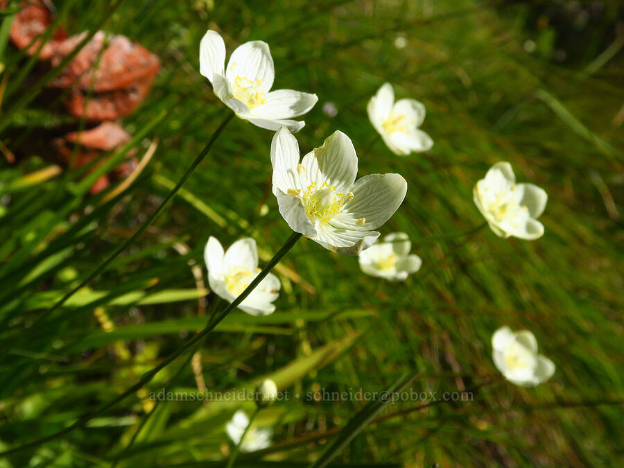 marsh grass-of-Parnassus (Parnassia palustris (Parnassia californica)) [Forest Road 17, Shasta-Trinity National Forest, Siskiyou County, California]