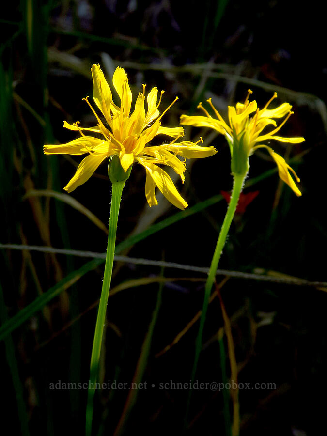 alpine lake agoseris (mountain dandelion) (?) (Nothocalais alpestris (Microseris alpestris)) [Forest Road 17, Shasta-Trinity National Forest, Siskiyou County, California]