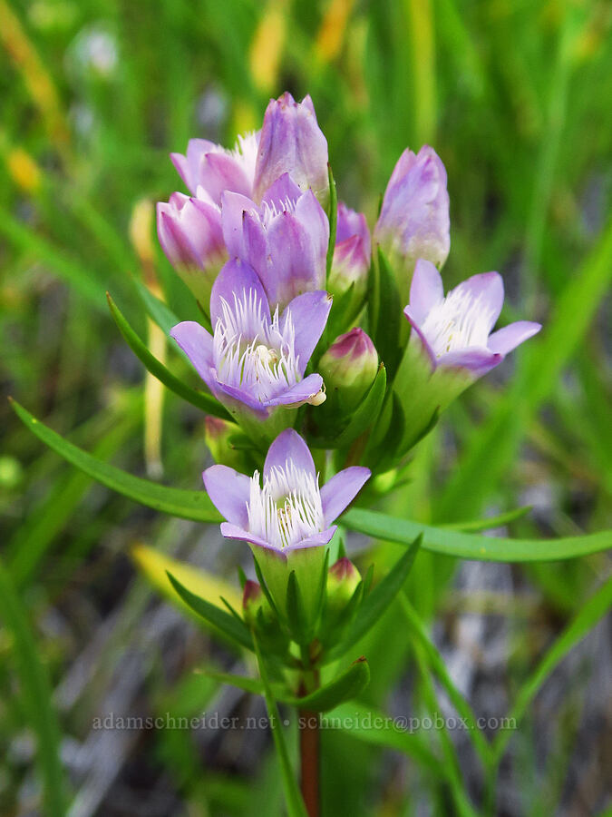 autumn dwarf gentian (Gentianella amarella (Gentiana amarella)) [Forest Road 17, Shasta-Trinity National Forest, Siskiyou County, California]