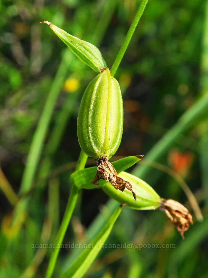 giant stream orchid, going to seed (Epipactis gigantea) [Forest Road 17, Shasta-Trinity National Forest, Siskiyou County, California]