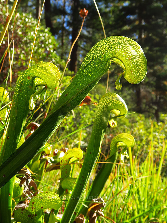 California pitcher plants (Darlingtonia californica) [Forest Road 17, Shasta-Trinity National Forest, Siskiyou County, California]