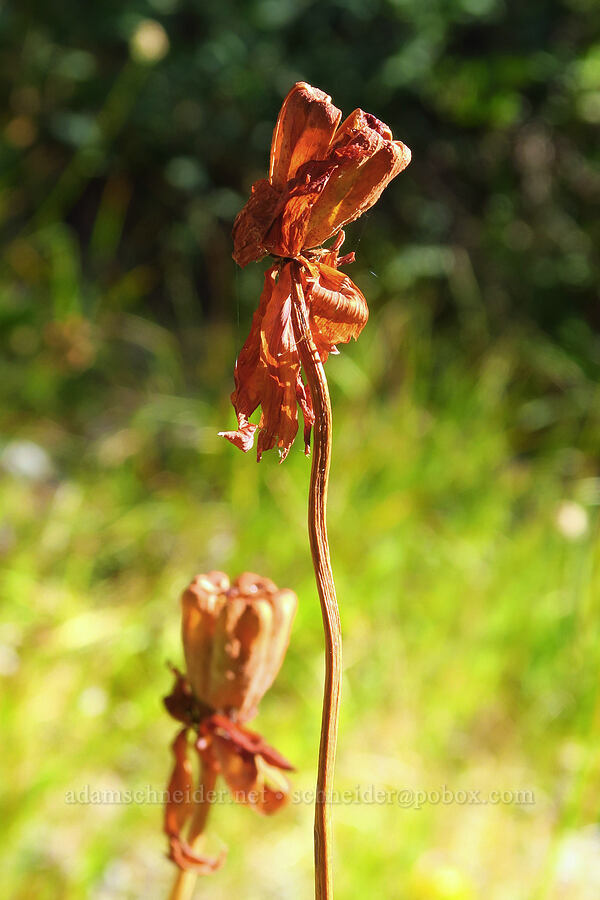 empty pitcher plant seed capsules (Darlingtonia californica) [Forest Road 17, Shasta-Trinity National Forest, Siskiyou County, California]