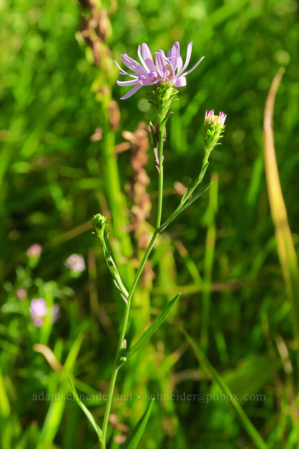 western mountain aster (Symphyotrichum spathulatum (Aster occidentalis)) [Forest Road 17, Shasta-Trinity National Forest, Siskiyou County, California]