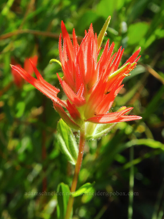 scarlet paintbrush (Castilleja miniata) [Forest Road 17, Shasta-Trinity National Forest, Siskiyou County, California]