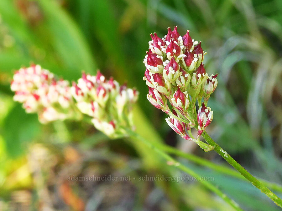 western false asphodel, going to seed (Triantha occidentalis (Tofieldia glutinosa var. occidentalis)) [Forest Road 17, Shasta-Trinity National Forest, Siskiyou County, California]