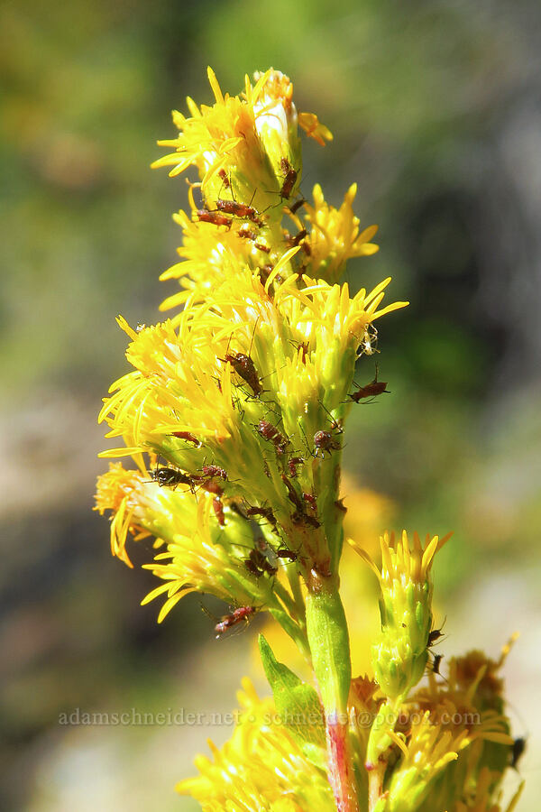 aphids on showy goldenrod (Uroleucon sp., Solidago spectabilis) [Forest Road 17, Shasta-Trinity National Forest, Siskiyou County, California]