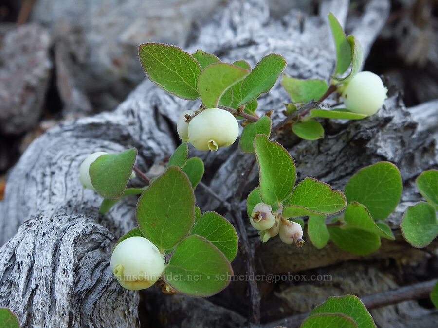 creeping snowberry (Symphoricarpos mollis (Symphoricarpos hesperius)) [Forest Road 40N45, Shasta-Trinity National Forest, Trinity County, California]