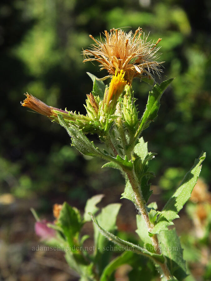 rayless Whitney's goldenbush/bristleweed (Hazardia whitneyi var. discoidea) [Forest Road 40N45, Shasta-Trinity National Forest, Trinity County, California]