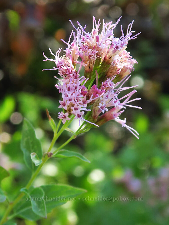 western snakeroot (Ageratina occidentalis (Eupatorium occidentale)) [Forest Road 40N45, Shasta-Trinity National Forest, Trinity County, California]