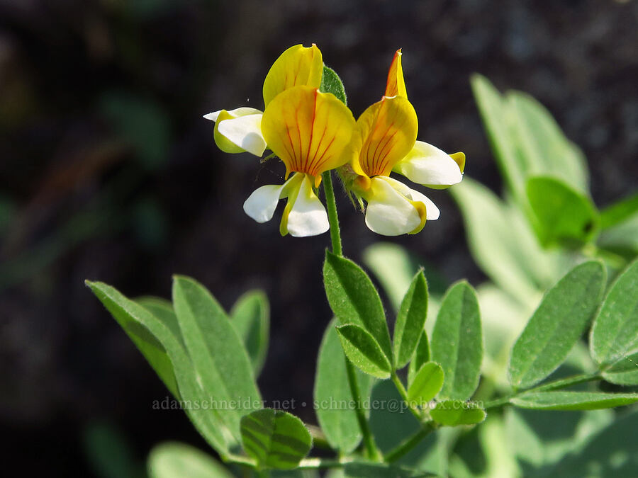 streambank bird's-foot trefoil (Hosackia oblongifolia (Lotus oblongifolius)) [Forest Road 40N45, Shasta-Trinity National Forest, Trinity County, California]