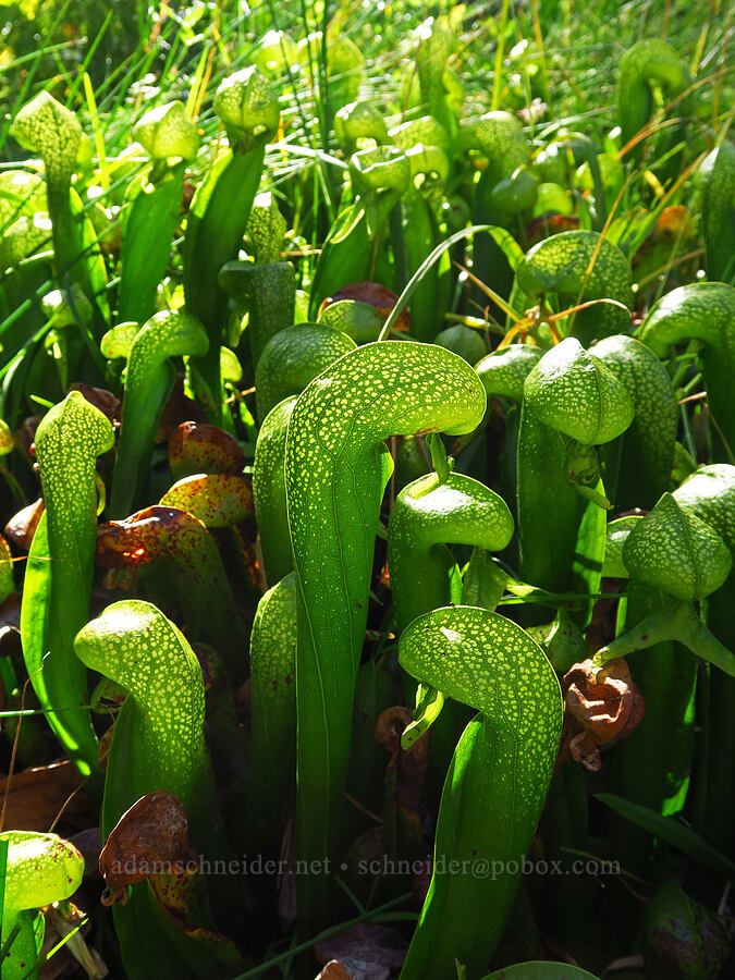 California pitcher plants (Darlingtonia californica) [Forest Road 40N45, Shasta-Trinity National Forest, Trinity County, California]