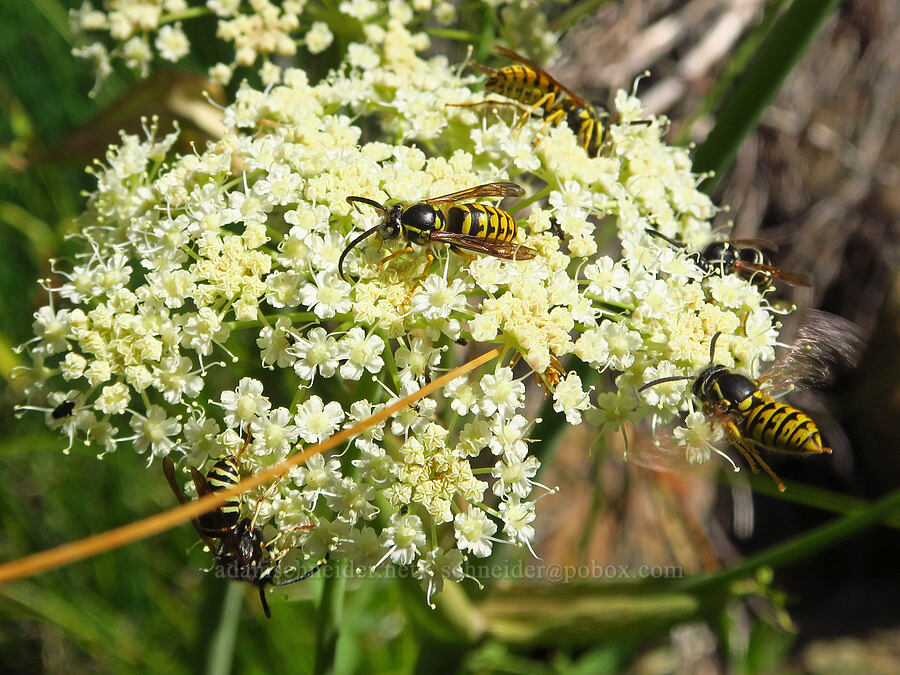 yellow-jacket wasps on angelica (Dolichovespula arenaria, Dolichovespula arctica, Angelica tomentosa) [Forest Road 40N45, Shasta-Trinity National Forest, Trinity County, California]