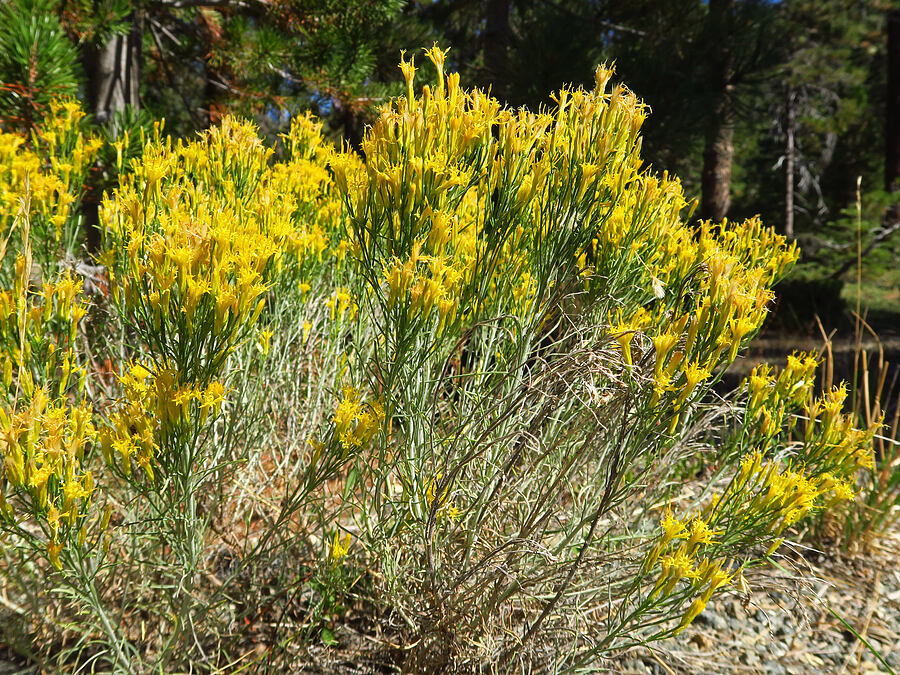 showy rabbitbrush (Ericameria nauseosa var. speciosa (Chrysothamnus nauseosus var. speciosus)) [Forest Road 40N45, Shasta-Trinity National Forest, Trinity County, California]