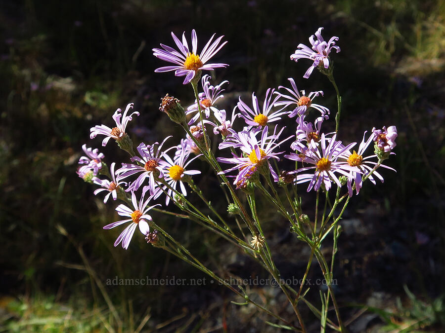 western bog aster (Symphyotrichum spathulatum var. yosemitanum (Aster occidentalis var. yosemitanus)) [Forest Road 40N45, Shasta-Trinity National Forest, Trinity County, California]