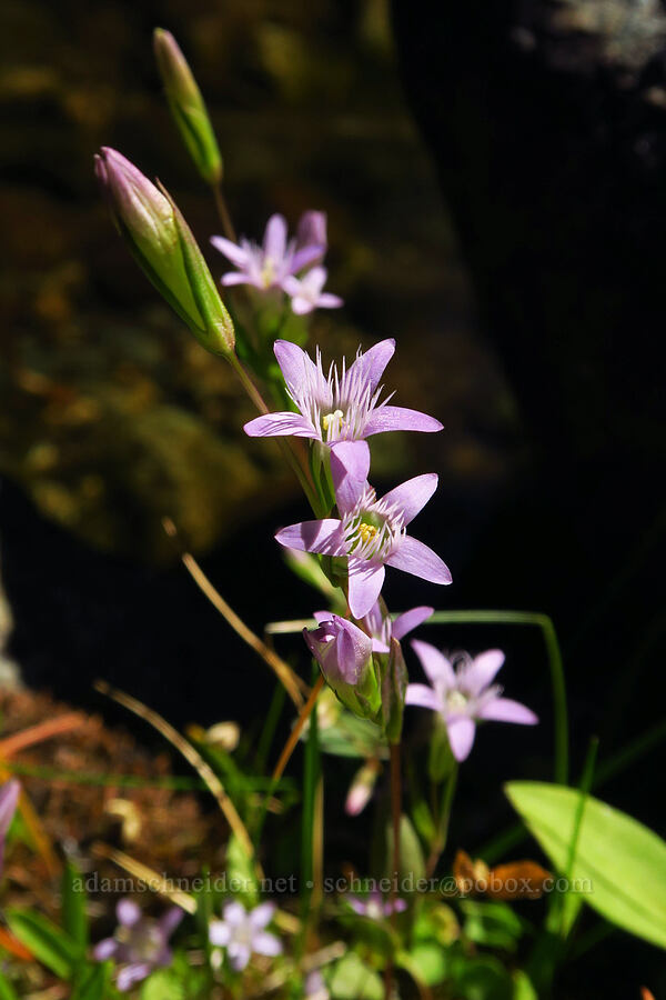 autumn dwarf gentian (Gentianella amarella (Gentiana amarella)) [Forest Road 40N45, Shasta-Trinity National Forest, Trinity County, California]