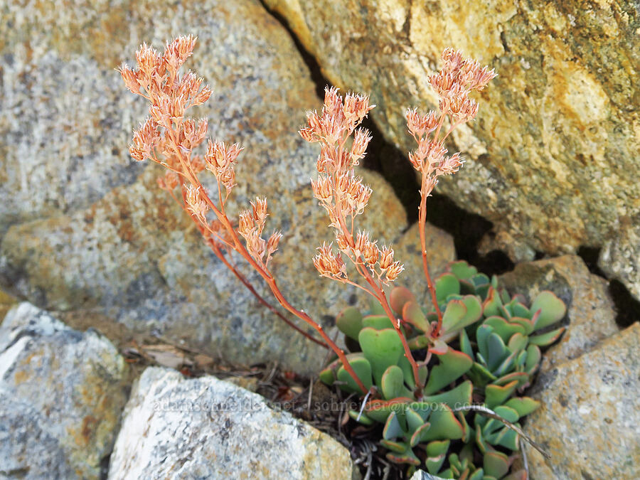 The Eddys (Kierstead's) stonecrop (Sedum kiersteadiae (Sedum obtusatum ssp. boreale)) [Forest Road 40N45, Shasta-Trinity National Forest, Trinity County, California]